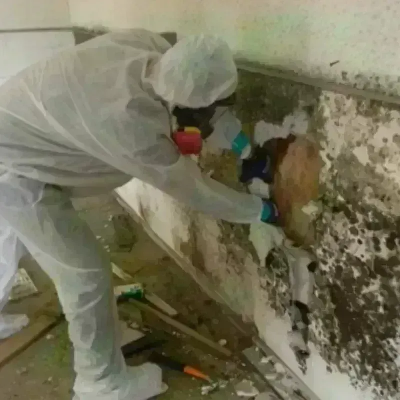 Mold Remediation and Removal in Woodruff, SC